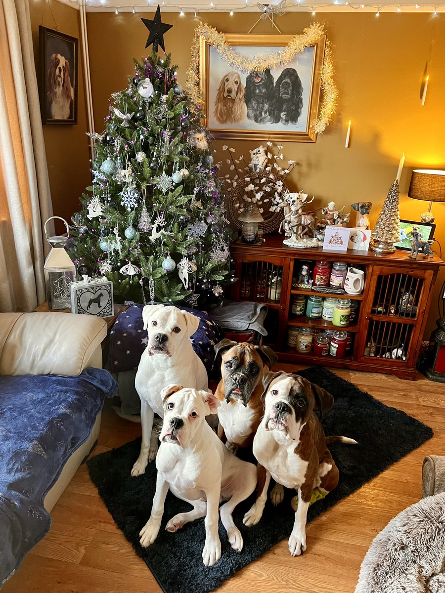𝘿𝙖𝙫𝙞𝙙 🏴󠁧󠁢󠁥󠁮󠁧󠁿 Boxer Dad 🐶🐶🐶🙌🏻 tweet media