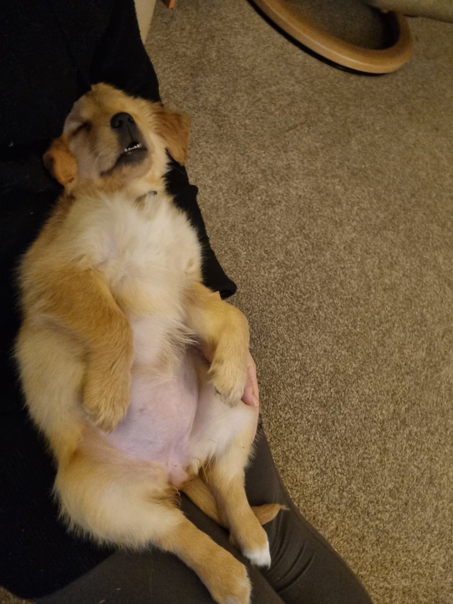 craigsmithArts's tweet photo. Meet the lil weirdo. New addition to the fam. Mikka... she's cute, but don't let that fool you she's a stone cold savage. https://t.co/8IigO86AY2