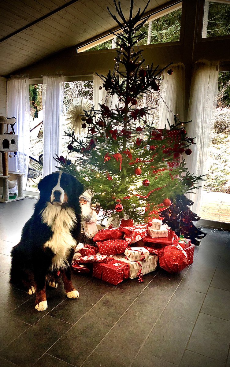 AlgotTheBerner 🇸🇪🇺🇦 tweet media