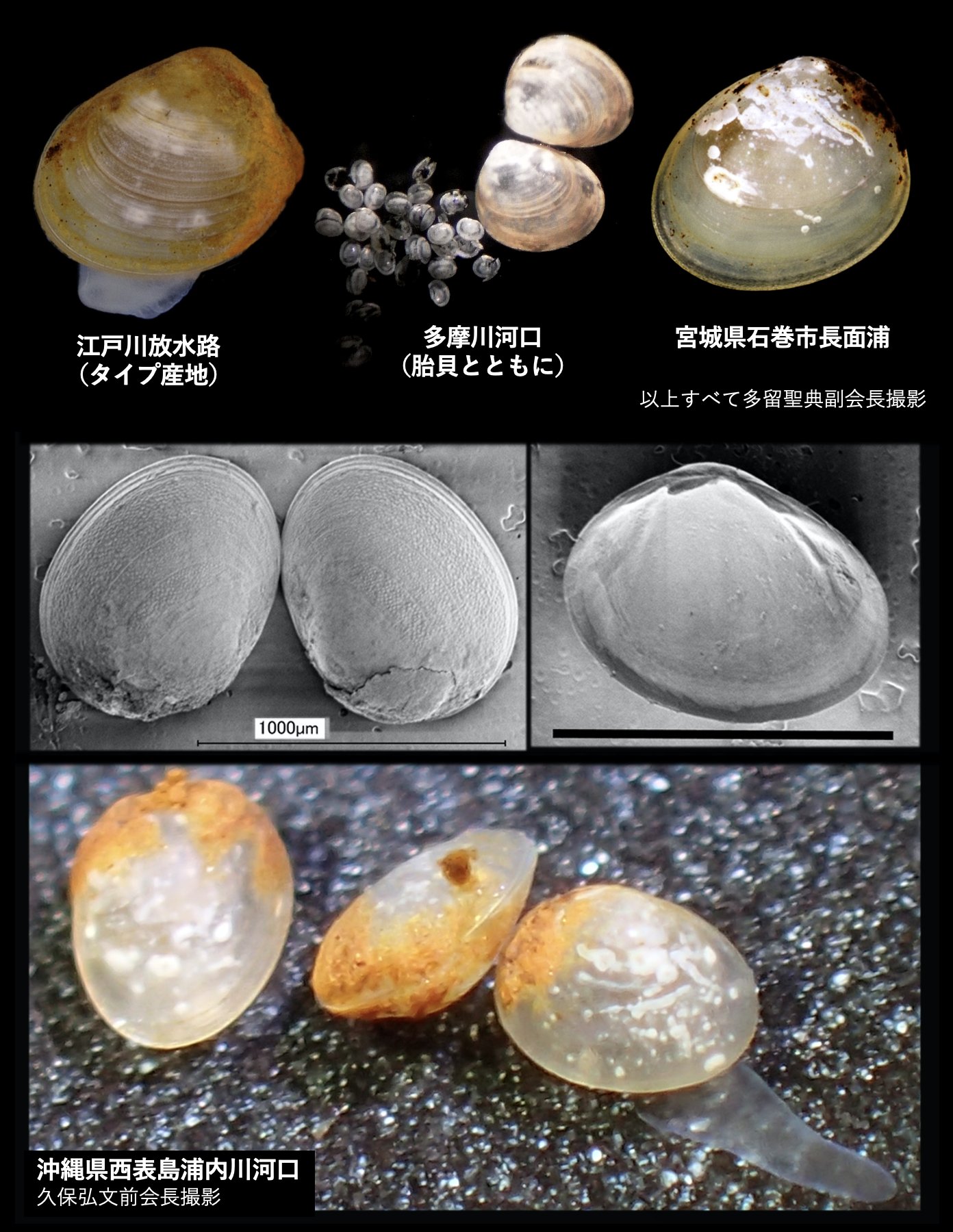 有明海の生きものたち : 干潟・河口域の生物多様性(佐藤正典 編