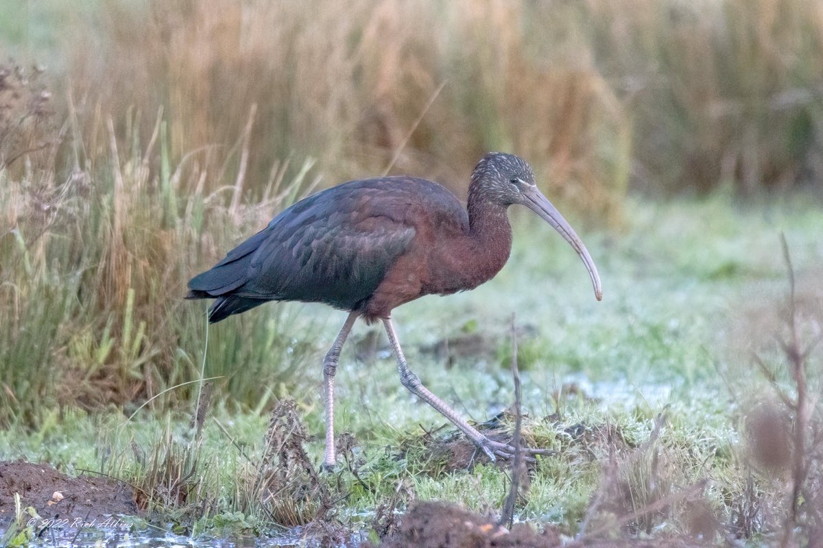 goonerRA1979's tweet image. I came across two Glossy Ibis on my walk round Ouse Fen this morning. 24/12/22. Happy Christmas everyone @wildlifebcn @CambsBirdClub @Natures_Voice #NaturePhotography #birdphotography  @RSPBHuntingdon  #TwitterNaturePhotography #Twitternaturecommunity