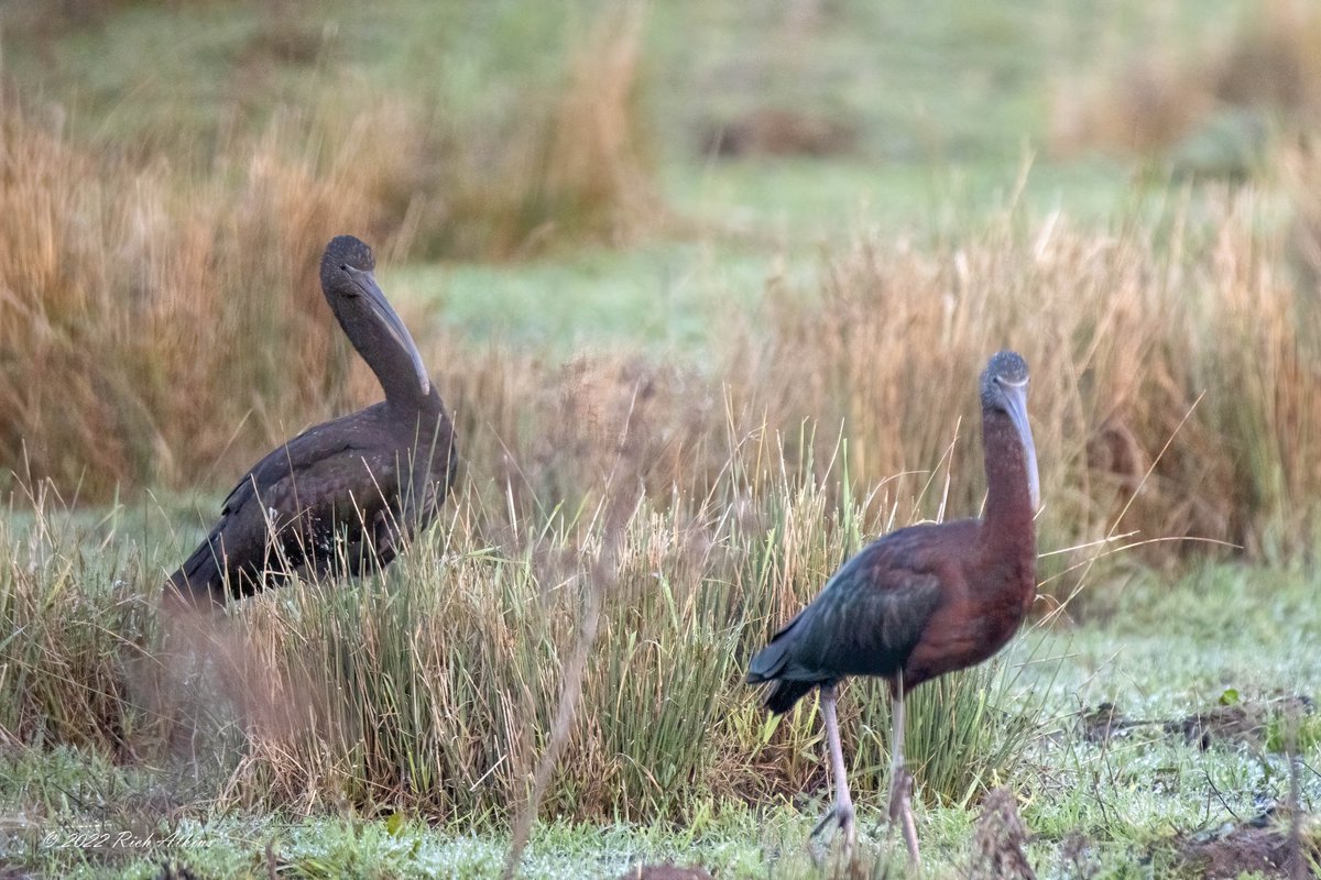 goonerRA1979's tweet image. I came across two Glossy Ibis on my walk round Ouse Fen this morning. 24/12/22. Happy Christmas everyone @wildlifebcn @CambsBirdClub @Natures_Voice #NaturePhotography #birdphotography  @RSPBHuntingdon  #TwitterNaturePhotography #Twitternaturecommunity
