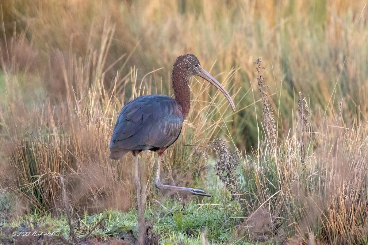 Rich Atkins (@goonerra1979) on Twitter photo I came across two Glossy Ibis on my walk round Ouse Fen this morning. 24/12/22. Happy Christmas everyone <a href="/wildlifebcn/">The Wildlife Trust for Beds, Cambs & Northants</a> <a href="/CambsBirdClub/">Cambs Bird Club</a> <a href="/Natures_Voice/">RSPB</a> #NaturePhotography #birdphotography <a href="/RSPBHuntingdon/">RSPB Huntingdonshire Local Group</a> #TwitterNaturePhotography #Twitternaturecommunity I came across two Glossy Ibis on my walk round Ouse Fen this morning. 24/12/22. Happy Christmas everyone <a href="/wildlifebcn/">The Wildlife Trust for Beds, Cambs & Northants</a> <a href="/CambsBirdClub/">Cambs Bird Club</a> <a href="/Natures_Voice/">RSPB</a> #NaturePhotography #birdphotography <a href="/RSPBHuntingdon/">RSPB Huntingdonshire Local Group</a> #TwitterNaturePhotography #Twitternaturecommunity