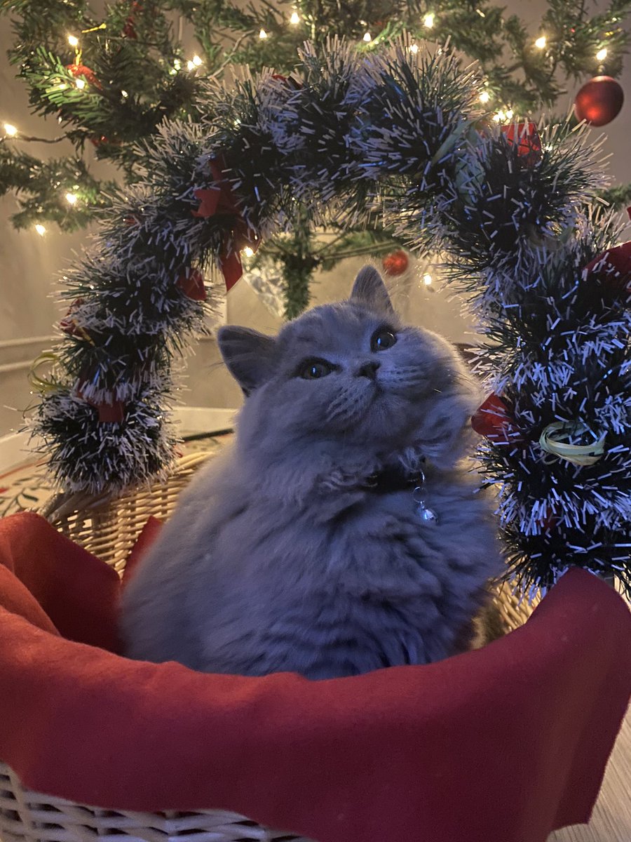 fluffyMiso's tweet photo. Merry Christmas🎄

#Christmas #ChristmasEve #Caturday https://t.co/ofFhMnWkDH
