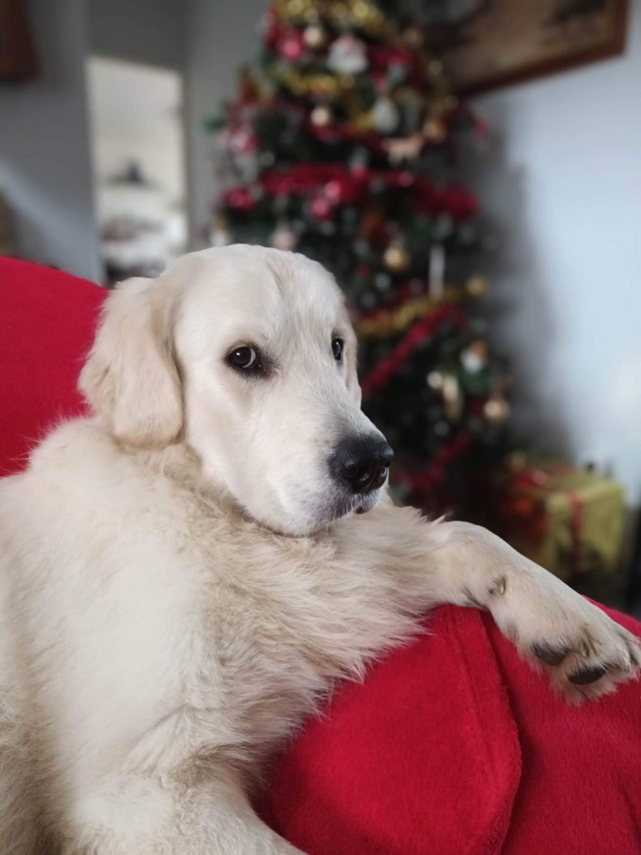 Michel GUIDONI tweet media