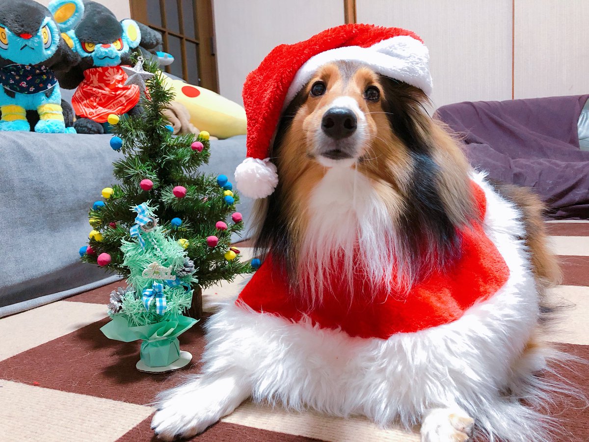 kotetsu_diary's tweet photo. メリークリスマス🎄✨ https://t.co/xqLZORjT6y