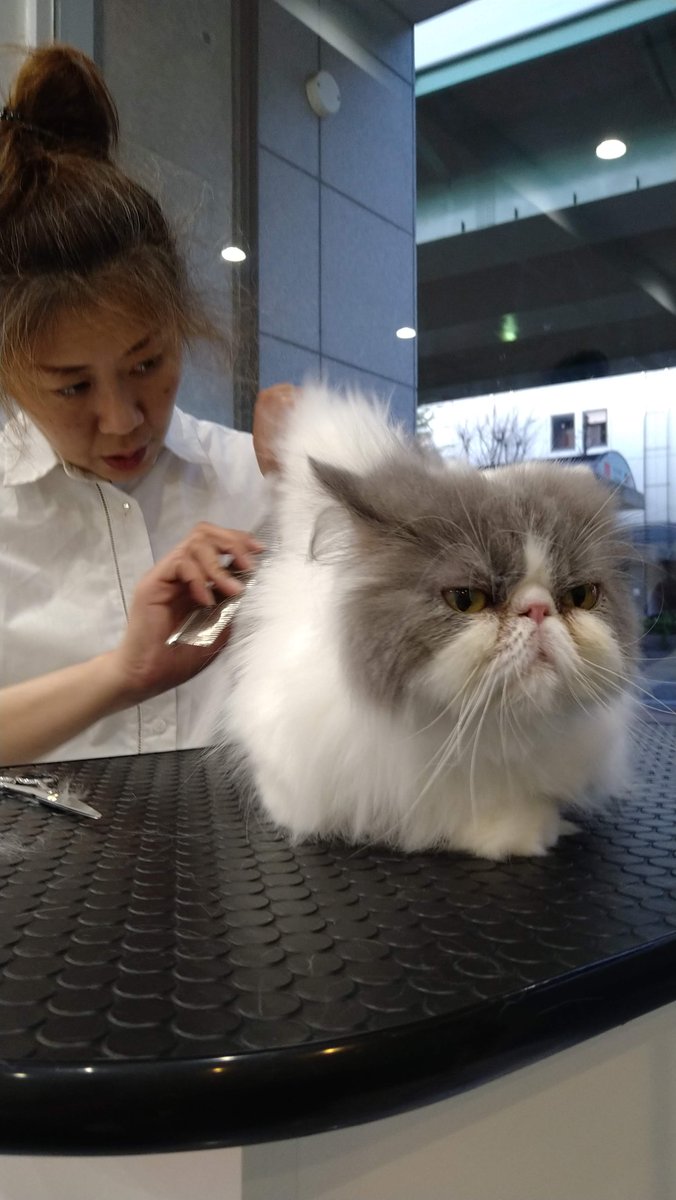 popscats's tweet photo. #エキゾチックロングヘアー #exoticlonghair #exotic #femaleexotic #エキゾチック #エキゾチックロングヘアー #猫犬美容室 #groomingservice #名古屋 #Japan https://t.co/l4aPl2gCJo