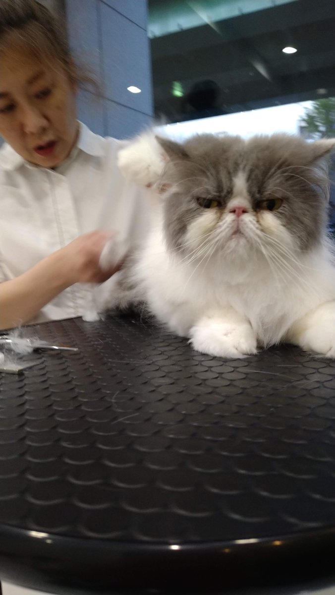 popscats's tweet photo. #エキゾチックロングヘアー #exoticlonghair #exotic #femaleexotic #エキゾチック #エキゾチックロングヘアー #猫犬美容室 #groomingservice #名古屋 #Japan https://t.co/l4aPl2gCJo