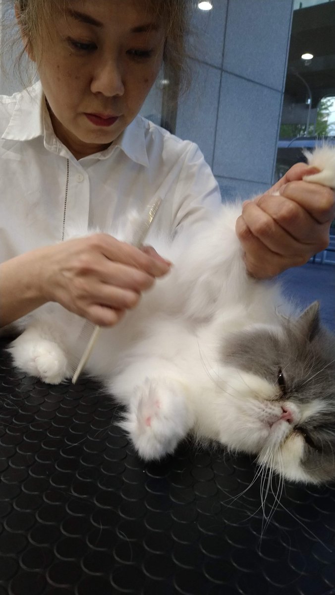 popscats's tweet photo. #エキゾチックロングヘアー #exoticlonghair #exotic #femaleexotic #エキゾチック #エキゾチックロングヘアー #猫犬美容室 #groomingservice #名古屋 #Japan https://t.co/l4aPl2gCJo