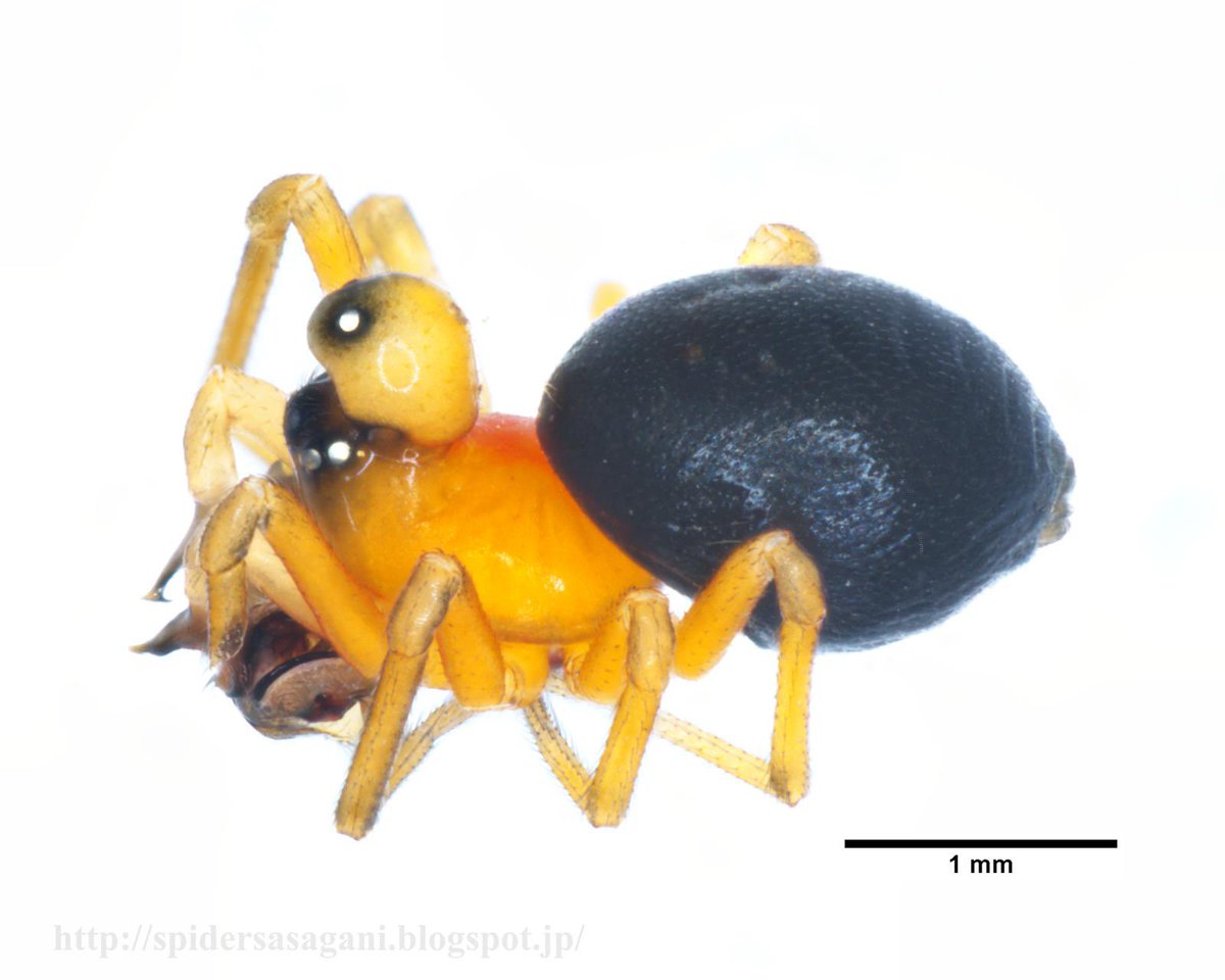 Hypselistes asiaticus ツノタテグモ
#MerryChristmaSpider