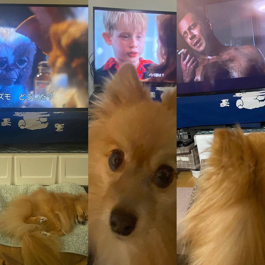PomeraniRan's tweet photo. Happy Xmas🎄🎬🐶.
#dog #doglife #doglovers #dogstagram 
#pom #pomeranian #chien #perro 
#ポメラニアン #犬のいる暮らし https://t.co/KzezIGbIfe https://t.co/qyxCVxgPeS