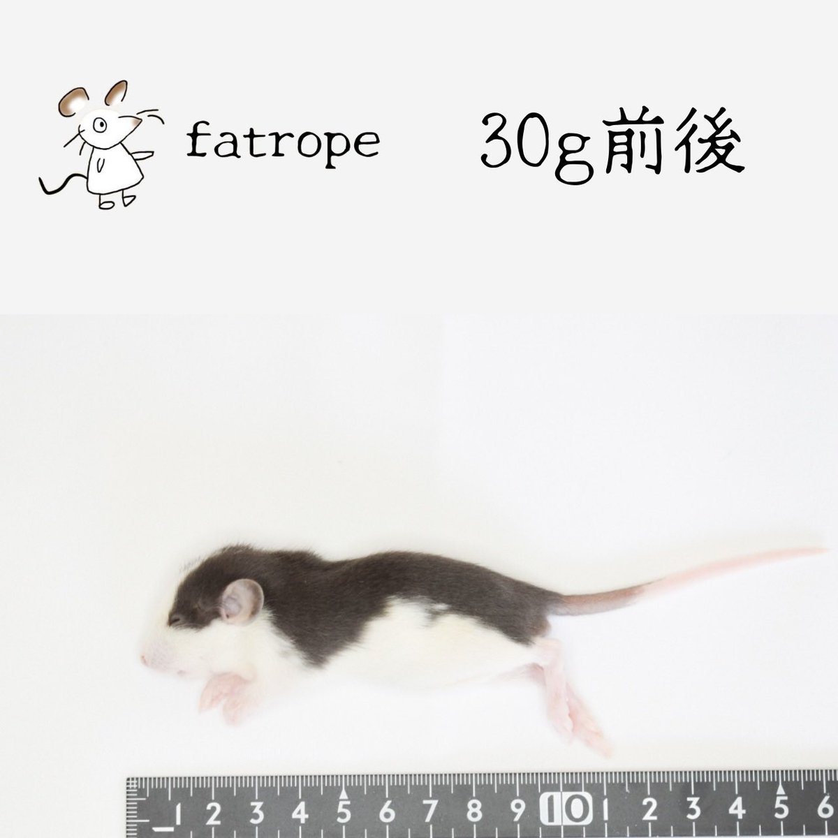 fatrope_09's tweet photo. 【fatropeプレゼント企画】第二弾❗️
fatropeをオープンし、沢山のお客様にご購入いただきました!今年1年の感謝の気持ちを込めて【ホッパーラットS 5匹】を2名の方にプレゼントいたします!
〈条件〉フォロー&RT
〈締切〉12/30 12:00まで
#冷凍餌 #冷凍ラット #fatrope
詳細はコチラ⏬ https://t.co/PVPcZoPxYU