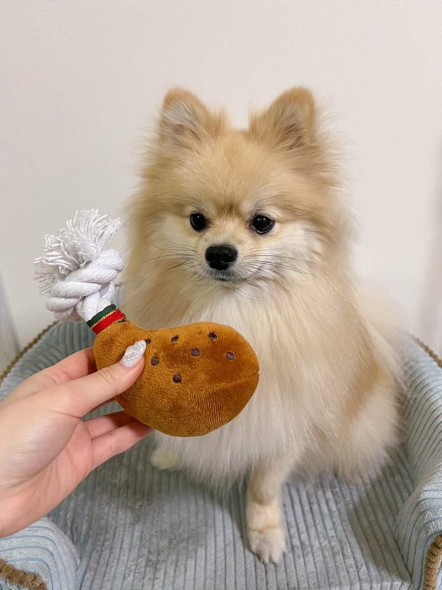 むぎにクリスマスプレゼントあげたよ🍗꙳ https://t.co/5oh54Oi5DF