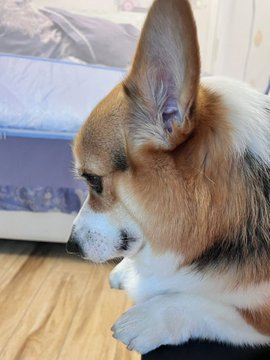 zhantachuangtu1's tweet photo. cute corgi🤣🤣 https://t.co/1TStOquiOj