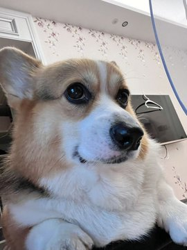 zhantachuangtu1's tweet photo. cute corgi🤣🤣 https://t.co/1TStOquiOj