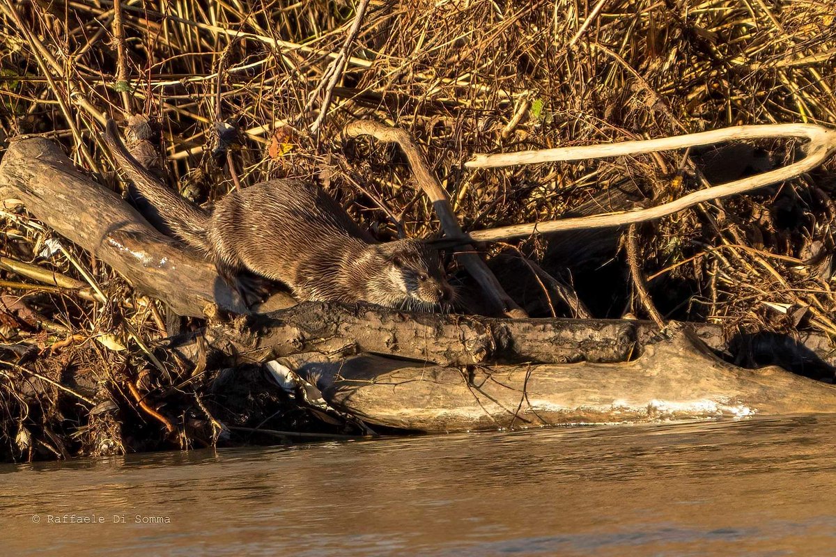 WWFitalia's tweet photo. Dall'oasi #WWF di #Persano in provincia di Salerno, fiume Sele, un bellissimo regalo di #natale dalla #natura
Una lontra colta dall'obiettivo del fotografo Raffaele Di Somma https://t.co/Clu4syPJUJ