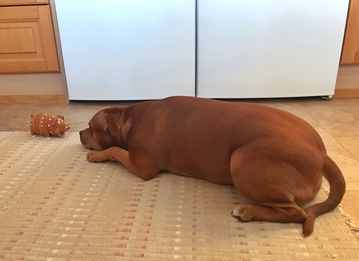 Joulupossujen tuijotuskilpailu on mummilassa käynnissä 👀🐽 

Hyvää joulua kaikille!🎄
