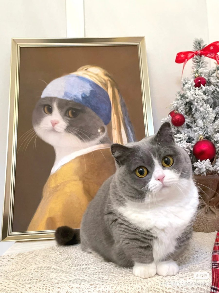 cats at home 🎀 (@prettycatto) on Twitter photo 