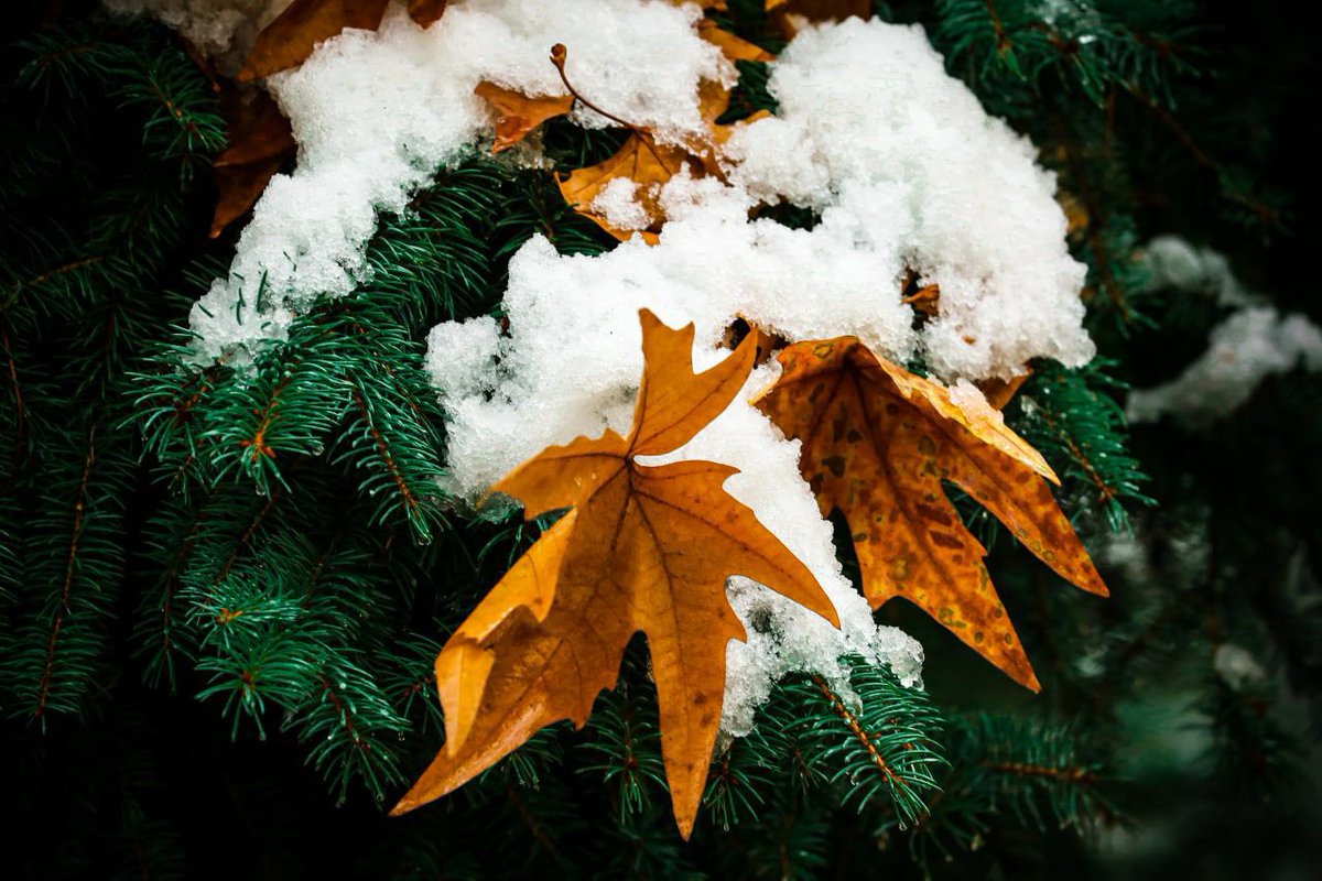 Swiss Embassy Iran tweet media