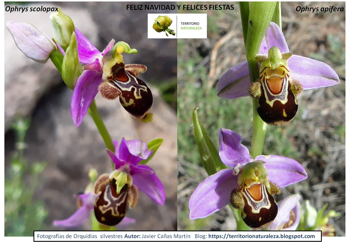 Bon Nadal/Feliz Navidad! #bonnadal #feliznavidad