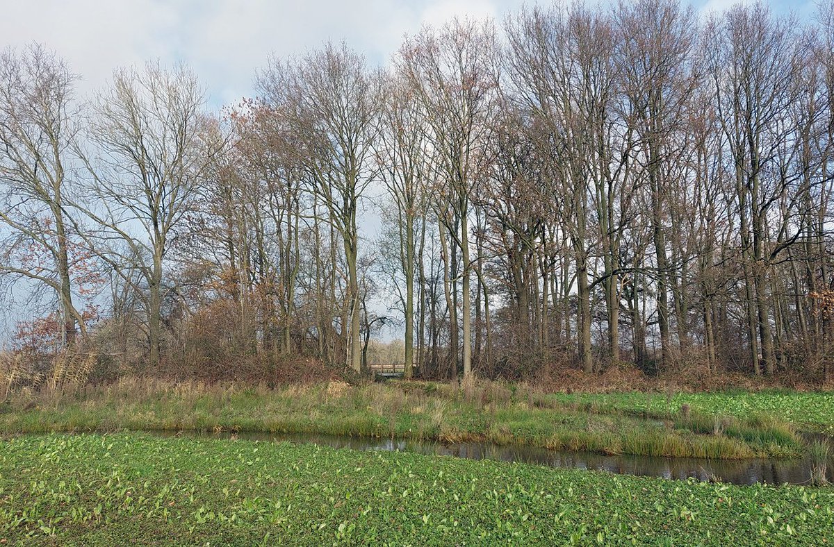 HeijdenJozef's tweet photo. Het #water in de #Raamsloop staat op gelijke hoogte als de oevers de vloeivelden aan beide zijde van de beek.
@BoswachterFrans @Brab_Landschap @wddommel @v_d_zanden https://t.co/AxbsnACkeJ