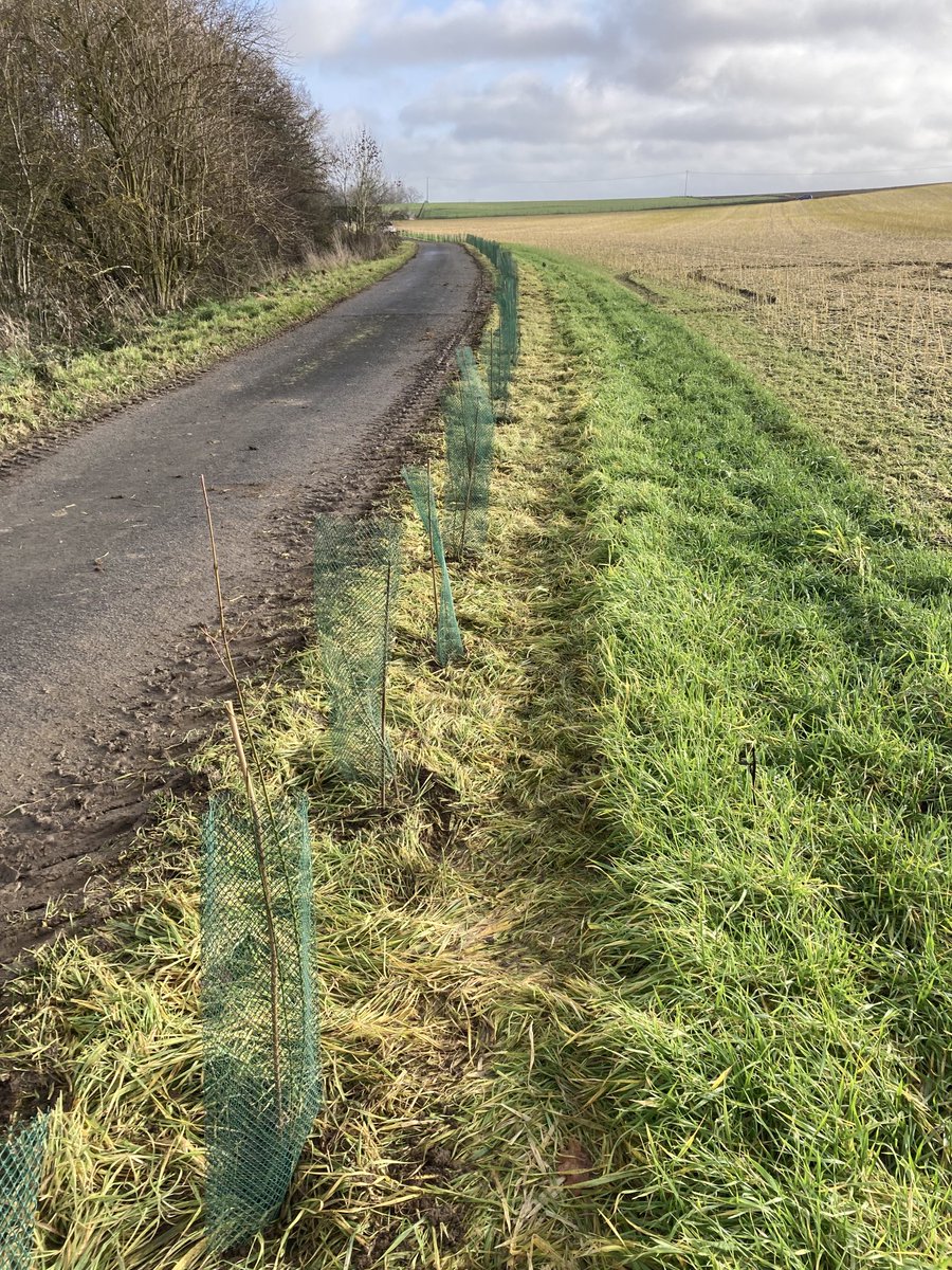 qtr_lenoir's tweet photo. 600m de haies. Il y a ceux qui font et les écologistes https://t.co/b4MzvhqvXk