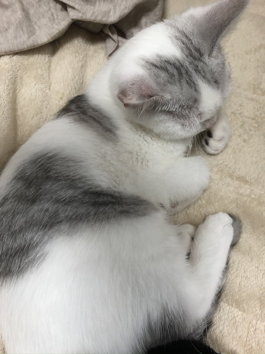 peru_sousaku's tweet photo. ここ最近、ぺるに似た猫の目撃情報を頂いております。有楽町線の要町、西武池袋線の椎名町、東長崎付近でぺるに似た猫を見たという方は何卒ご連絡下さい #迷い猫 #豊島区 #要町 #椎名町 #東長崎 https://t.co/xrPnkxG22O