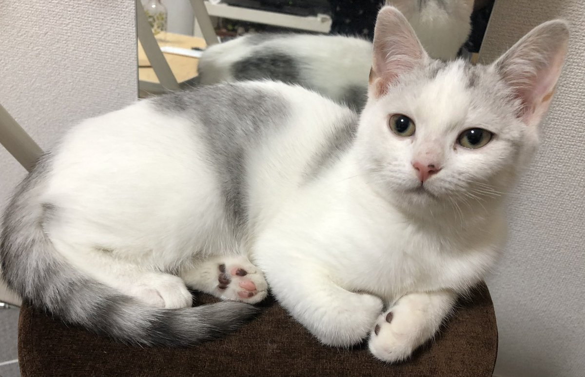 peru_sousaku's tweet photo. ここ最近、ぺるに似た猫の目撃情報を頂いております。有楽町線の要町、西武池袋線の椎名町、東長崎付近でぺるに似た猫を見たという方は何卒ご連絡下さい #迷い猫 #豊島区 #要町 #椎名町 #東長崎 https://t.co/xrPnkxG22O