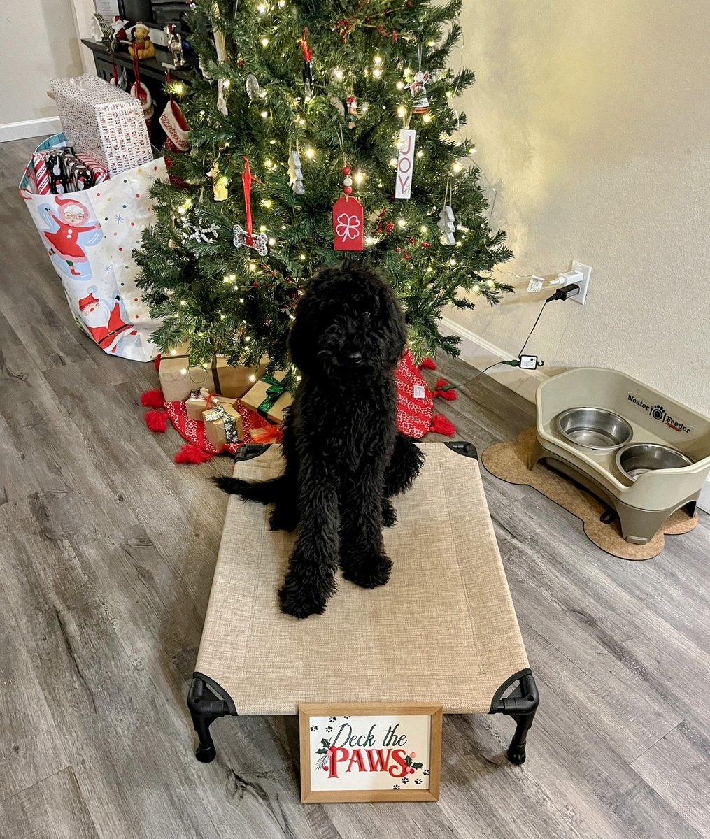PAWServiceDogs's tweet photo. It's Bongo's first Christmas, so he's super excited to find out what all the fuss is about tomorrow! Happy #ChristmasEve everyone #PoodlePuppy https://t.co/VFWEvbkWog
