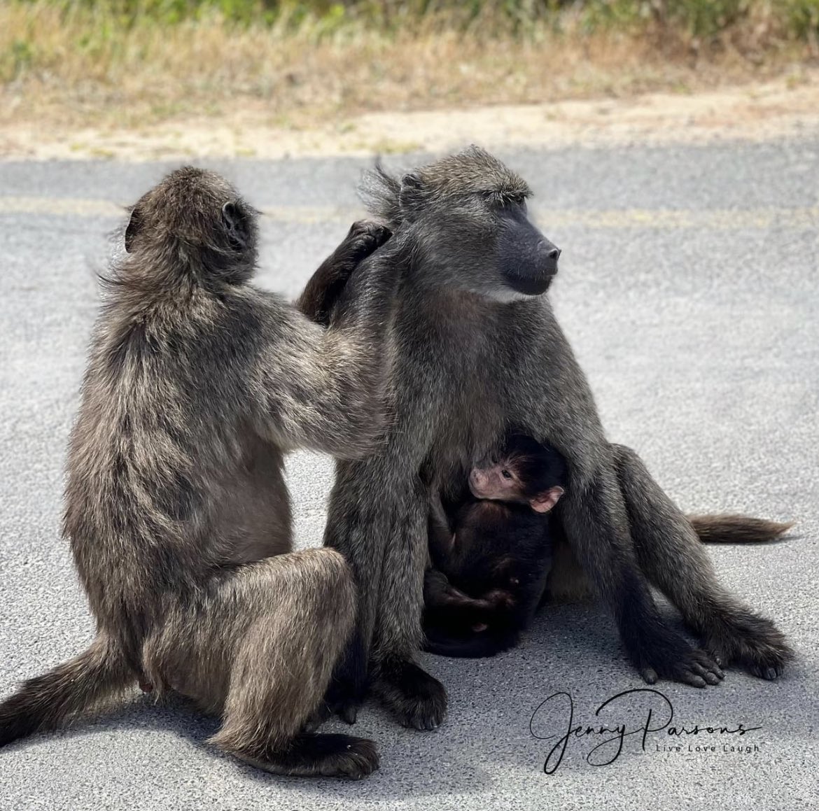 Lawyers acting for the EMS Foundation have urgently requested that Mayor Annelie Rabie invoke her executive powers to suspend the decision to remove male baboons from the Pringle Bay Troop. emsfoundation.org.za/request-to-sus…