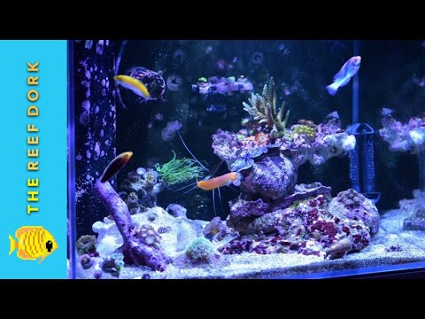 MarineFarmUK's tweet photo. Aqua One Mini Reef 120 - 6 Months [4k] #alr1algaereactor #aquaoneminireef120 #atiessentials #fridaymorningquicktip #heatingcontroller #kessil #kessila360 #nyosquantumskimmer #quicktip #reefingtips #tunablue
https://t.co/G5FBf5HgZD https://t.co/TKJjtI7gXn