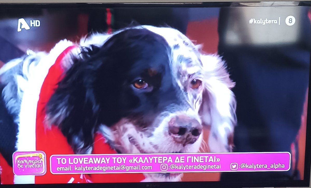 🆘🆘🆘
Ο Φρόντο παιδιά,αυτός ο κούκλος ψάχνει σπιτάκι!3 ετών χαρούμενος,παιχνιδιαρης,το πιο καλο παιδί,θα σας έρθει με την προίκα του!
Rt 🙏🙏🙏
#kalytera