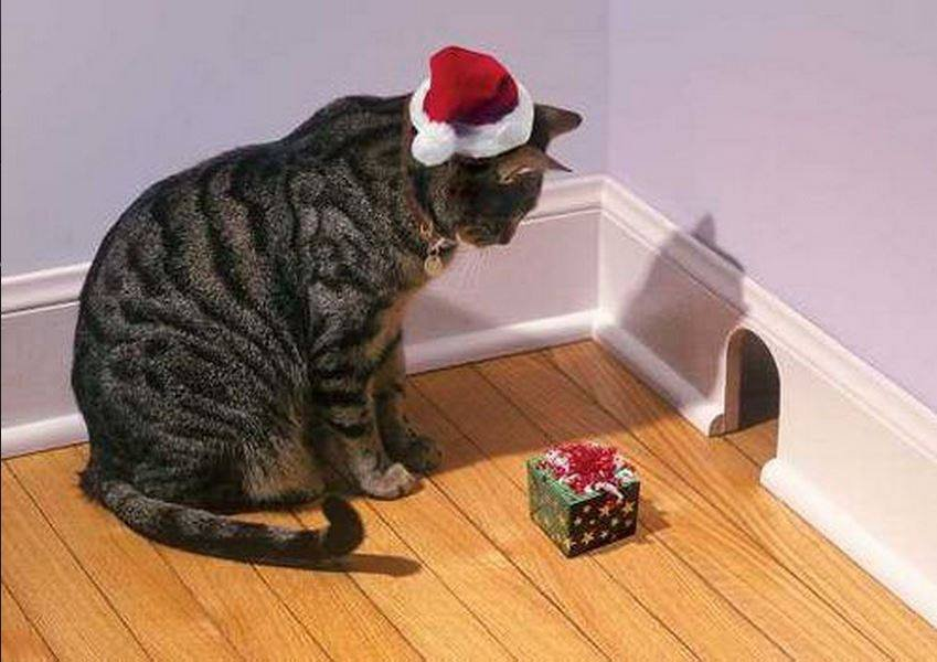 TranslatedCats's tweet photo. Let's come out to exchange dream stuff!! https://t.co/QwwaY1Es24