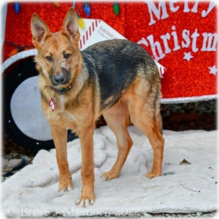 adopt_a_dog_bot's tweet photo. Bea is an adventurous señorita, who can be found near Wake Forest, NC! Bea is a Shepherd, who will jump for joy upon meeting you! #Shepherd #dogsoftwitter #rescue #adopt #dog #WakeForest #NorthCarolina #NC https://t.co/2tEaG3LETr https://t.co/zHjQKWRifP