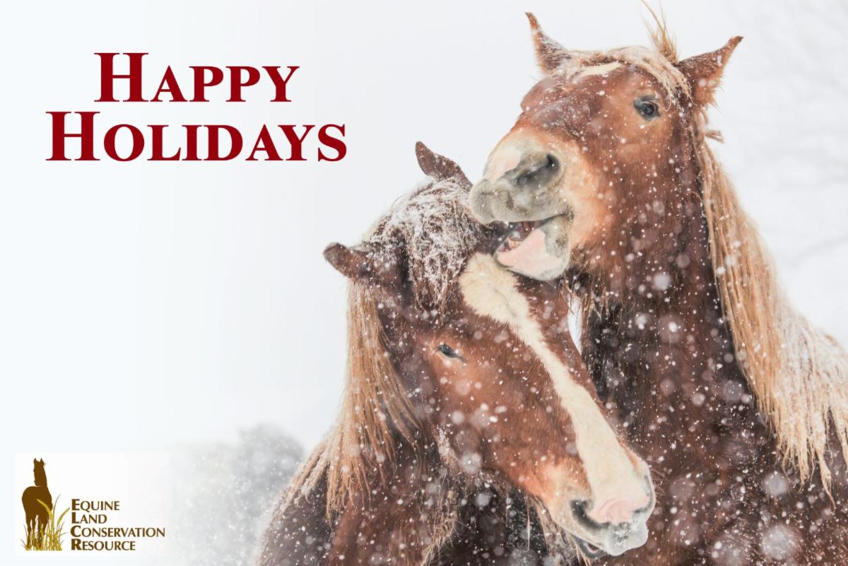 SaveHorseLand's tweet photo. https://t.co/2WiqGMOSUh https://t.co/lytZQRvyuC