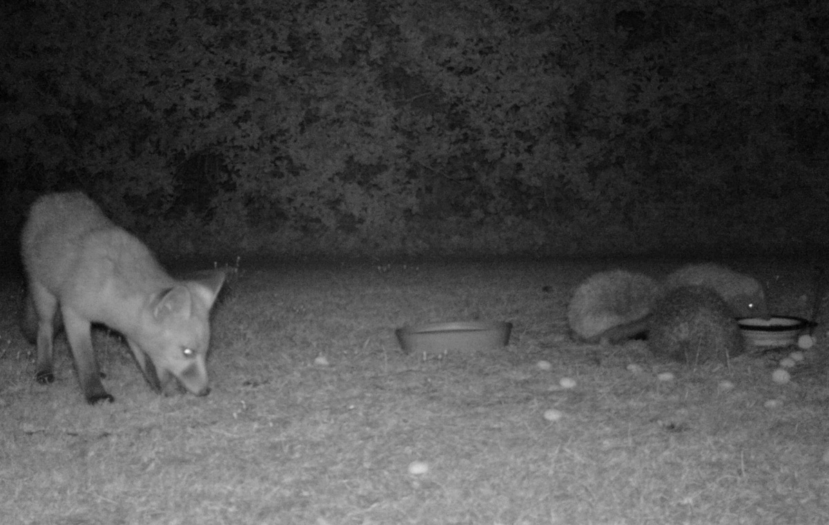It is amazing to see two different animals eating together in harmony. What other animals do you get in your garden?

📷 Ellie Lane