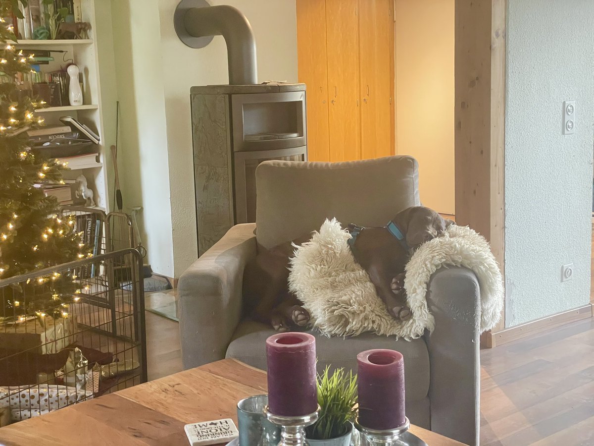 Er ruht sich für die bucklige Verwandtschaft aus #xmas4dogs #ersteweihnacht #chesapeakebayretriever