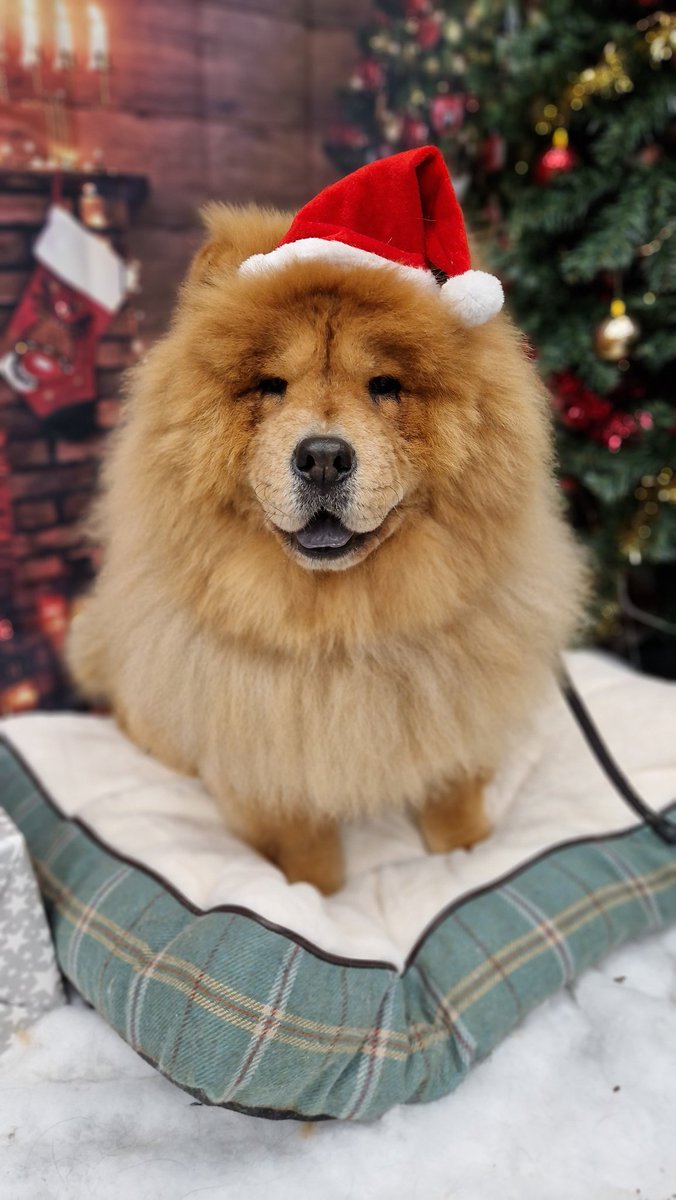 Northants Police Wellbeing Dogs tweet media