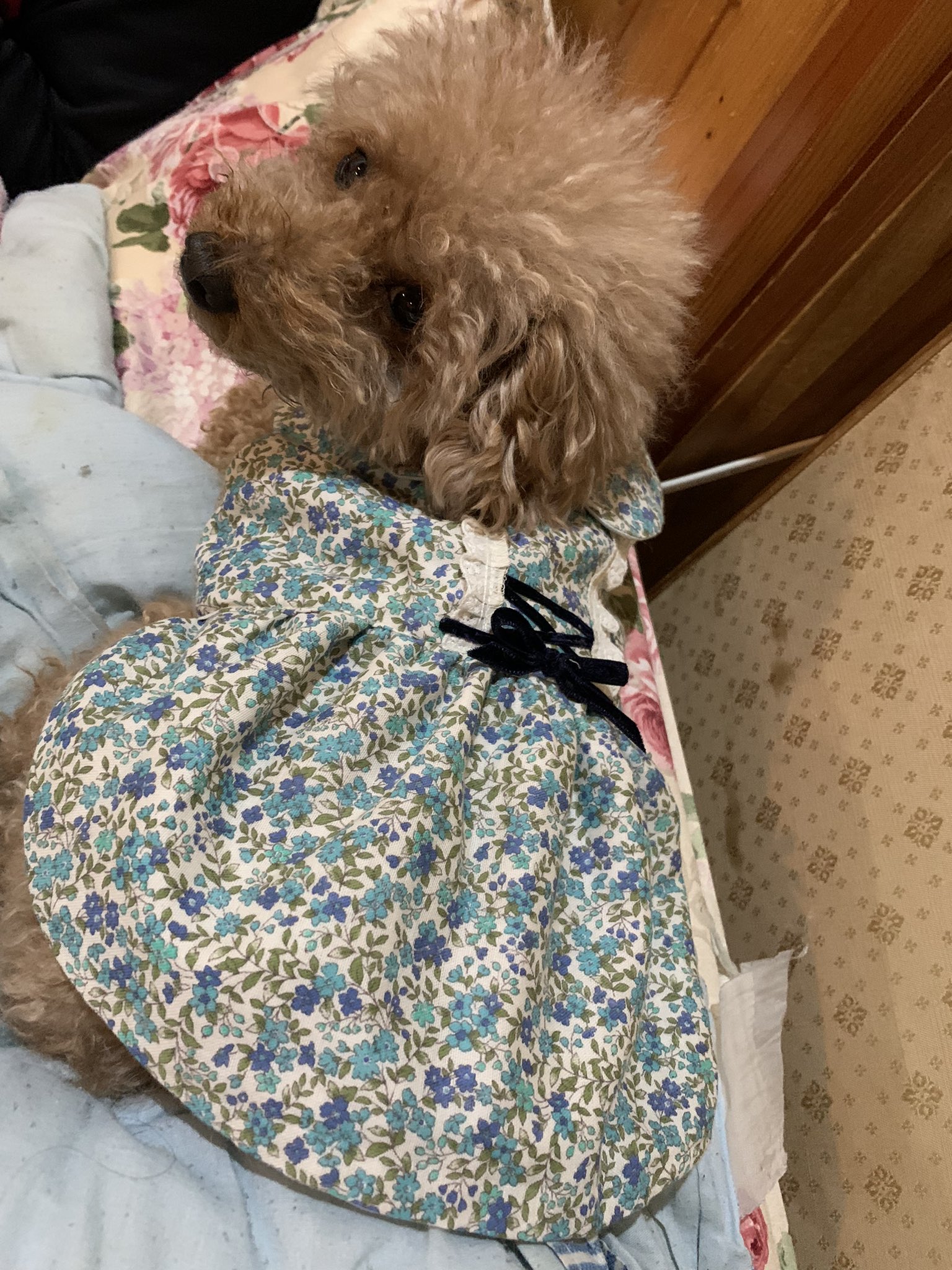 ほちちちゃん♡ ハンドメイド 犬服 犬の服