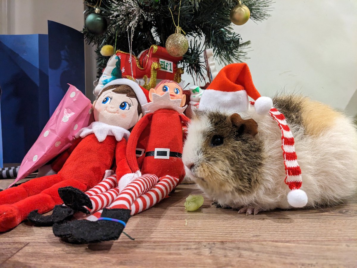 Humoschannel's tweet image. I wish everyone a very Merry Christmas🎄✨

#guineapig #pet #モルモット #小動物 #癒やし