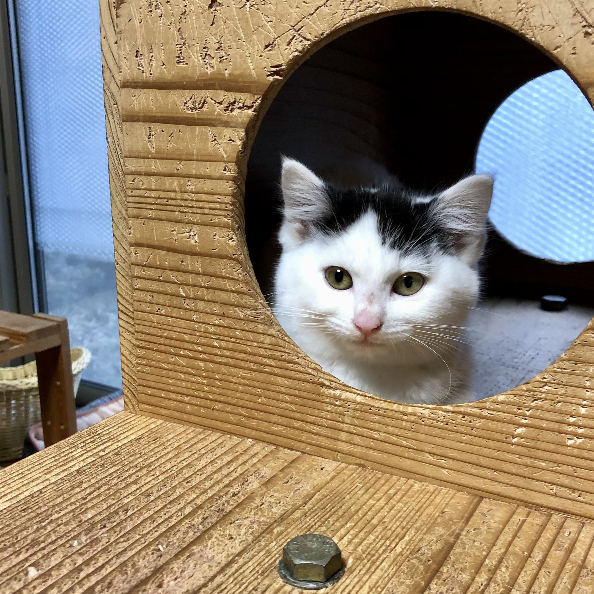 陽だまり猫様☆確認用 | www.psychologiesport.fr