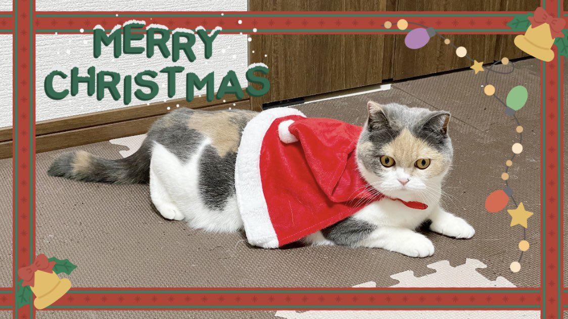 0201zunda's tweet photo. 今年もまた着せられた…😿
#飼い猫の憂�� https://t.co/WrgmNKqsck