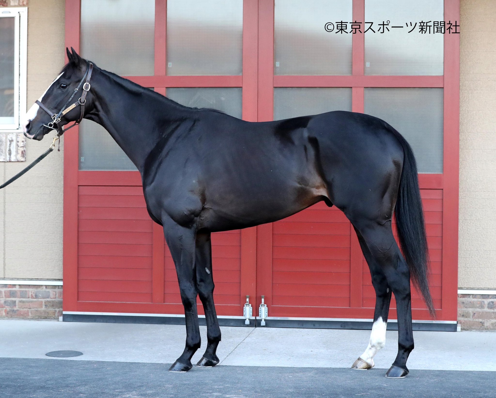 東スポ競馬 on X: 