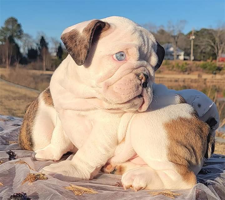 BoxersDog's tweet image. 