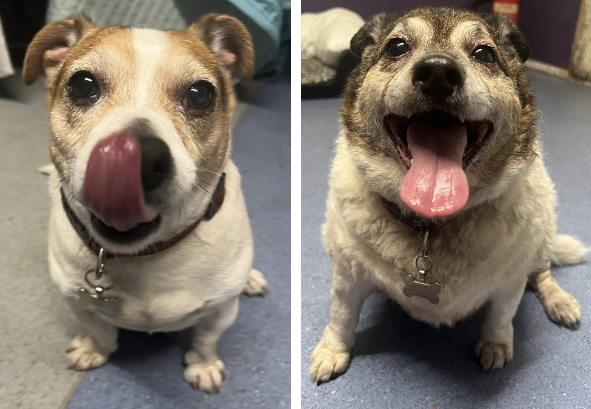 Dogs 4 Rescue on Twitter "Yesterday Em received a desperate call from