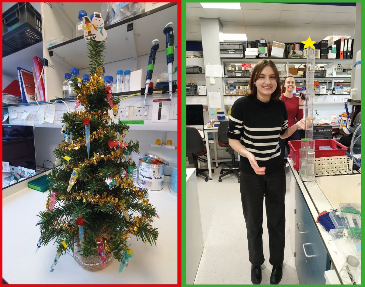 Andrea Brand (@andreabrandlab) on Twitter photo The Brand Lab wishes everyone a very Merry Christmas! ☃️🎄🎅
We've got two Christmas trees this year: one decorated with microcentrifuge tubes and one constructed out of fly cages! Specially decorated by <a href="/MalkowskaAnna/">Anna Małkowska</a> <a href="/NemiraZilinskai/">Nemira Zilinskaite</a> and Rebecca! The Brand Lab wishes everyone a very Merry Christmas! ☃️🎄🎅
We've got two Christmas trees this year: one decorated with microcentrifuge tubes and one constructed out of fly cages! Specially decorated by <a href="/MalkowskaAnna/">Anna Małkowska</a> <a href="/NemiraZilinskai/">Nemira Zilinskaite</a> and Rebecca!