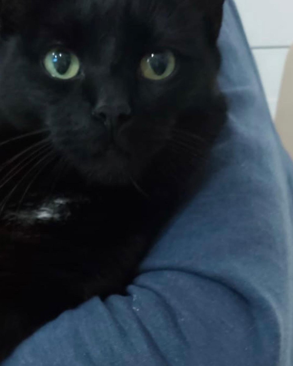 Happy Christmas everyone! Little update on Jacob - as promised! He’s doing very well enjoying his new home and still loving cuddles! #shopcat #housecat  We hope you have a Happy Christmas and a wonderful 2023! #se4 #se23