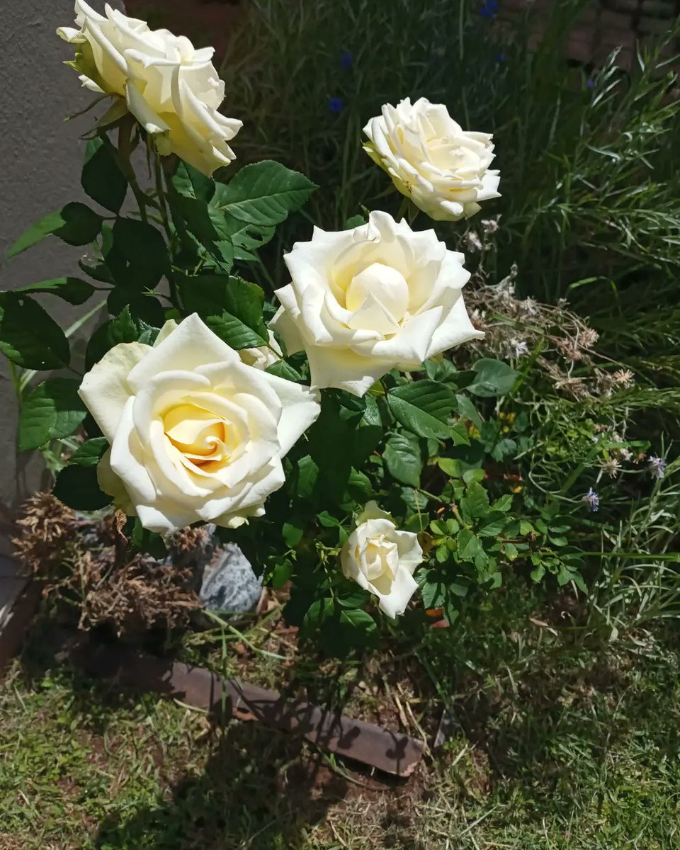 NolundiL's tweet image. My little garden is my safe haven. 💕 Perfect peace. Still down with a wicked flu which, thankfully, is slowly subsiding. Not in too much of a festive mood. But I am extremely thankful for all the supernatural blessings God keeps reminding of. 🙏🏻  #LoveNature⚘