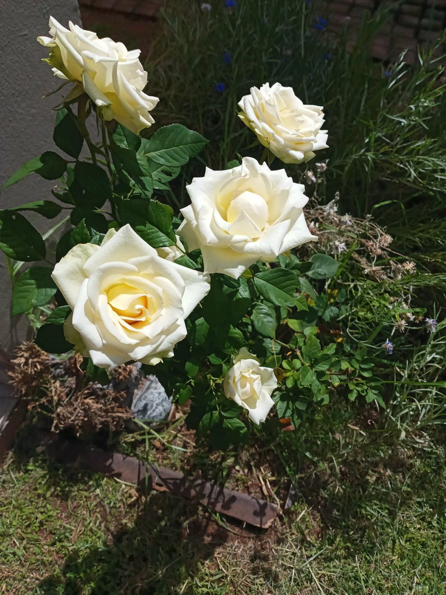 NolundiL's tweet image. My little garden is my safe haven. 💕 Perfect peace. Still down with a wicked flu which, thankfully, is slowly subsiding. Not in too much of a festive mood. But I am extremely thankful for all the supernatural blessings God keeps reminding of. 🙏🏻  #LoveNature⚘