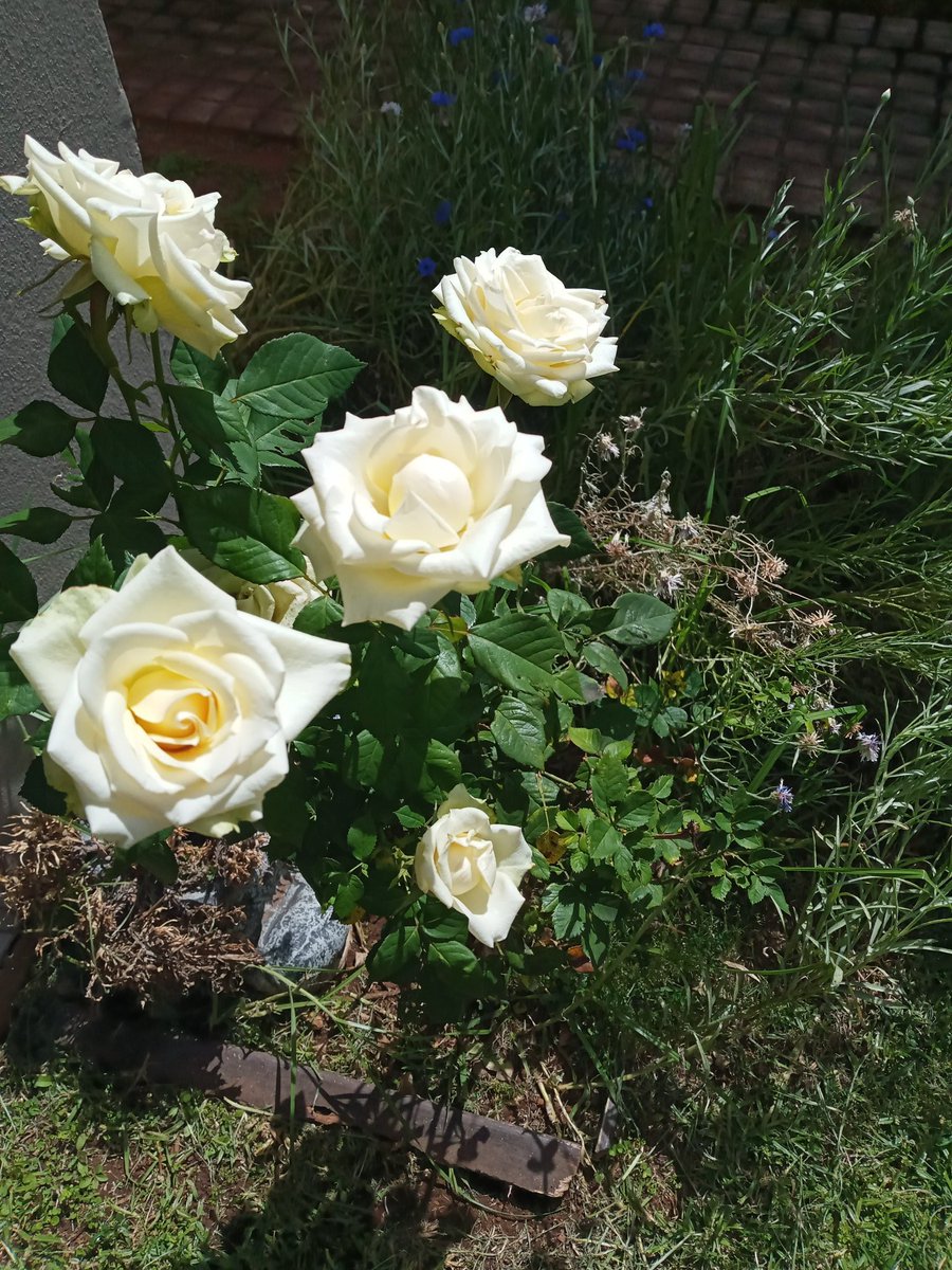 NolundiL's tweet image. My little garden is my safe haven. 💕 Perfect peace. Still down with a wicked flu which, thankfully, is slowly subsiding. Not in too much of a festive mood. But I am extremely thankful for all the supernatural blessings God keeps reminding of. 🙏🏻  #LoveNature⚘